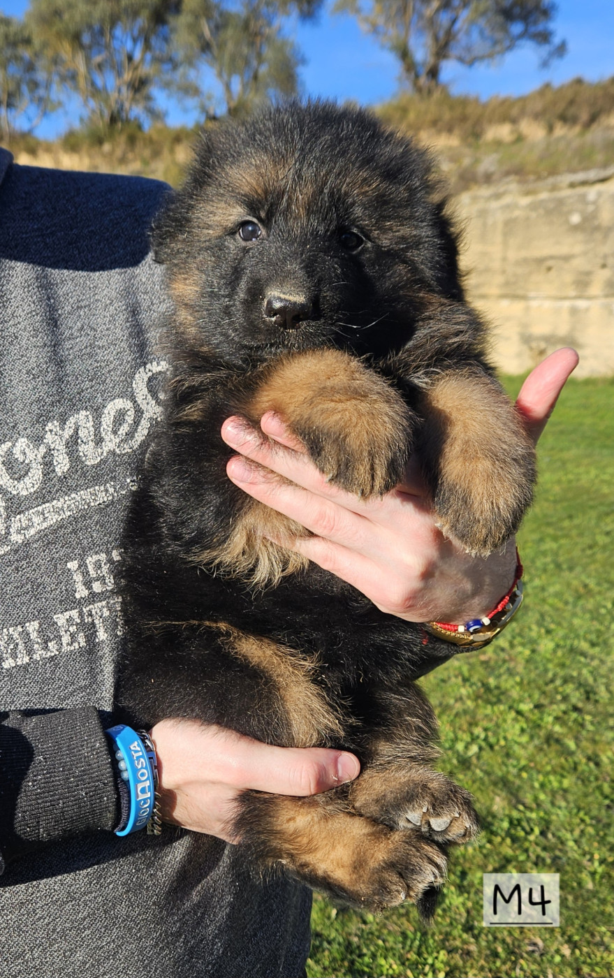 Des terres de peyrière - Chiots disponibles - Berger Allemand Poil Long