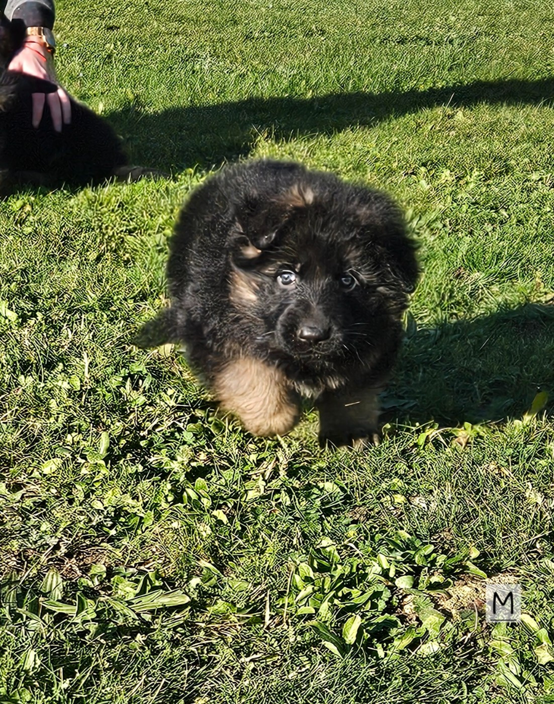 Des terres de peyrière - Chiots disponibles - Berger Allemand Poil Long