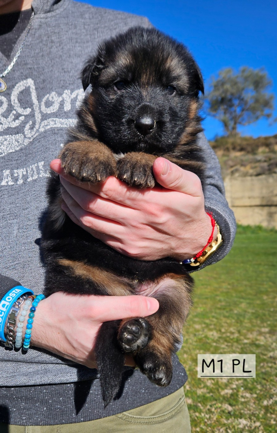 Des terres de peyrière - Chiots disponibles - Berger Allemand
