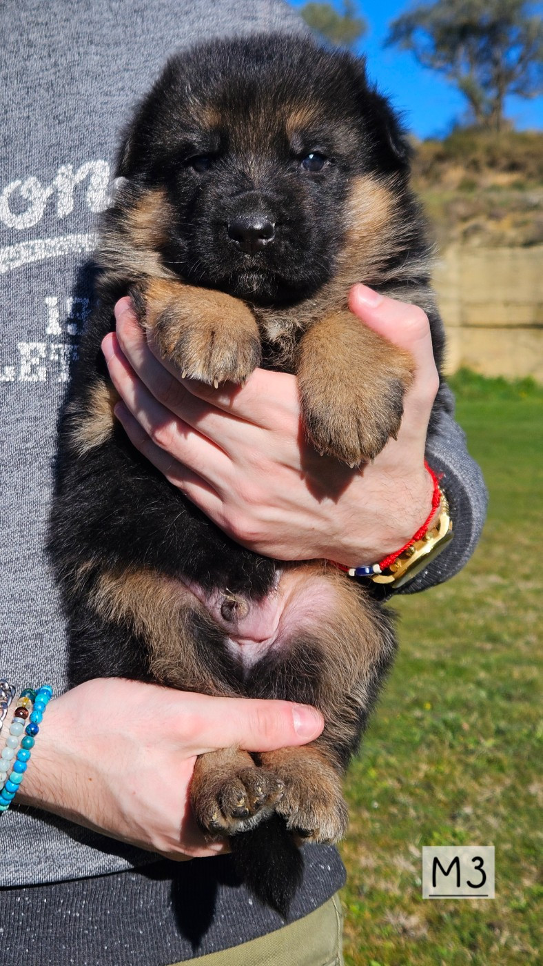 Des terres de peyrière - Chiots disponibles - Berger Allemand