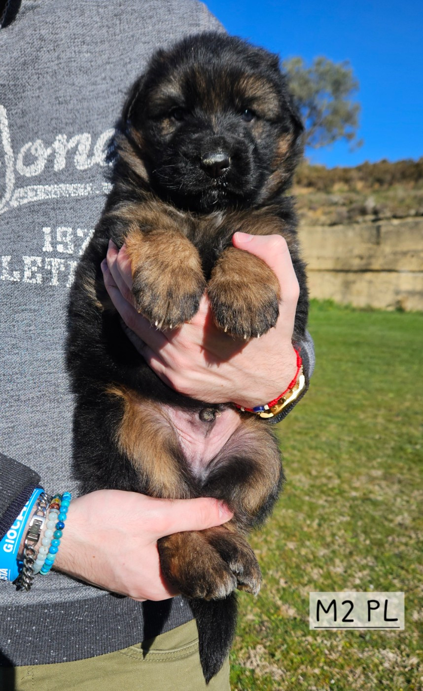Des terres de peyrière - Chiots disponibles - Berger Allemand