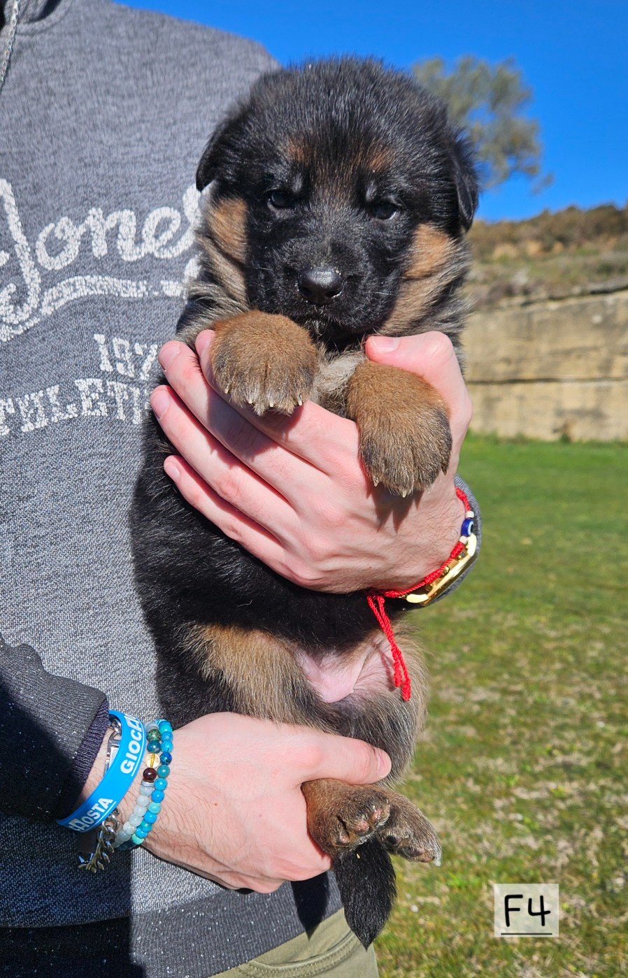 Des terres de peyrière - Chiots disponibles - Berger Allemand