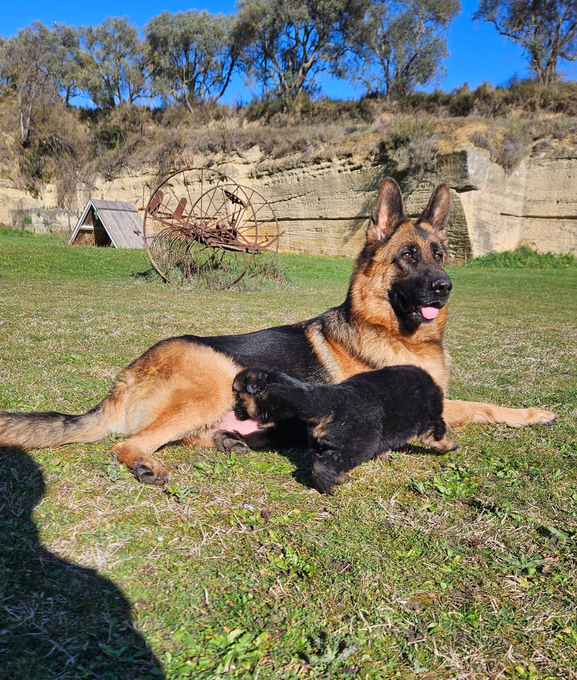 Chiot Berger Allemand Des terres de peyrière