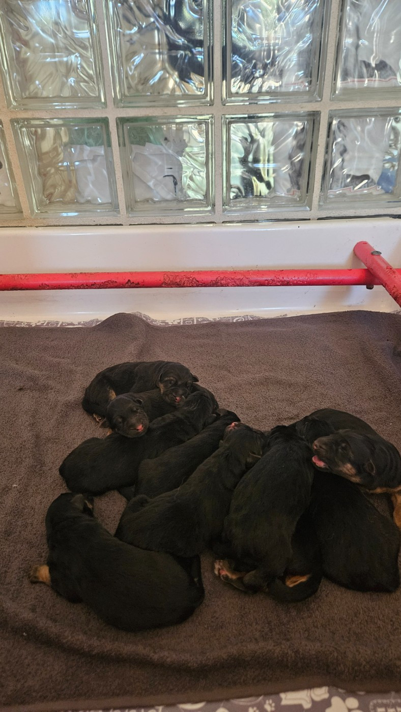 Des terres de peyrière - Chiots disponibles - Berger Allemand