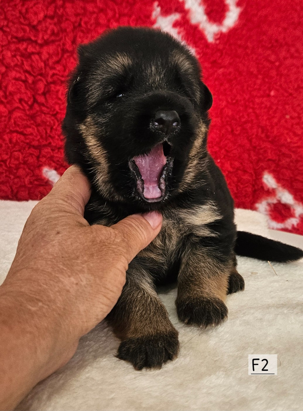 Des terres de peyrière - Chiots disponibles - Berger Allemand