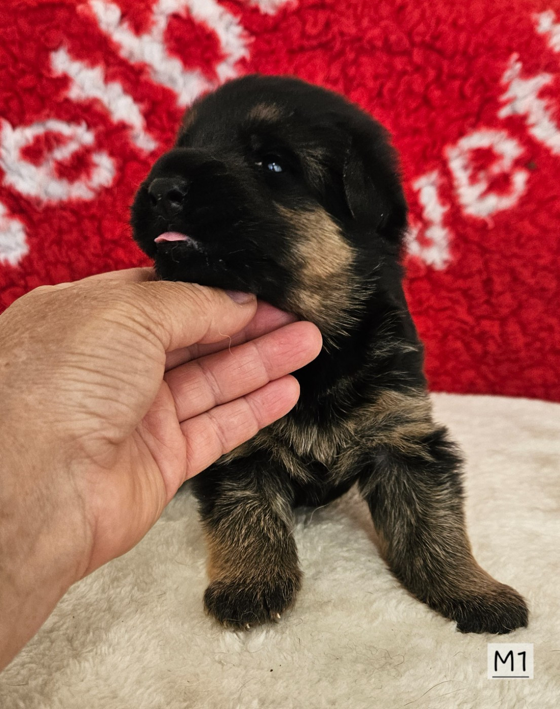 Des terres de peyrière - Chiots disponibles - Berger Allemand