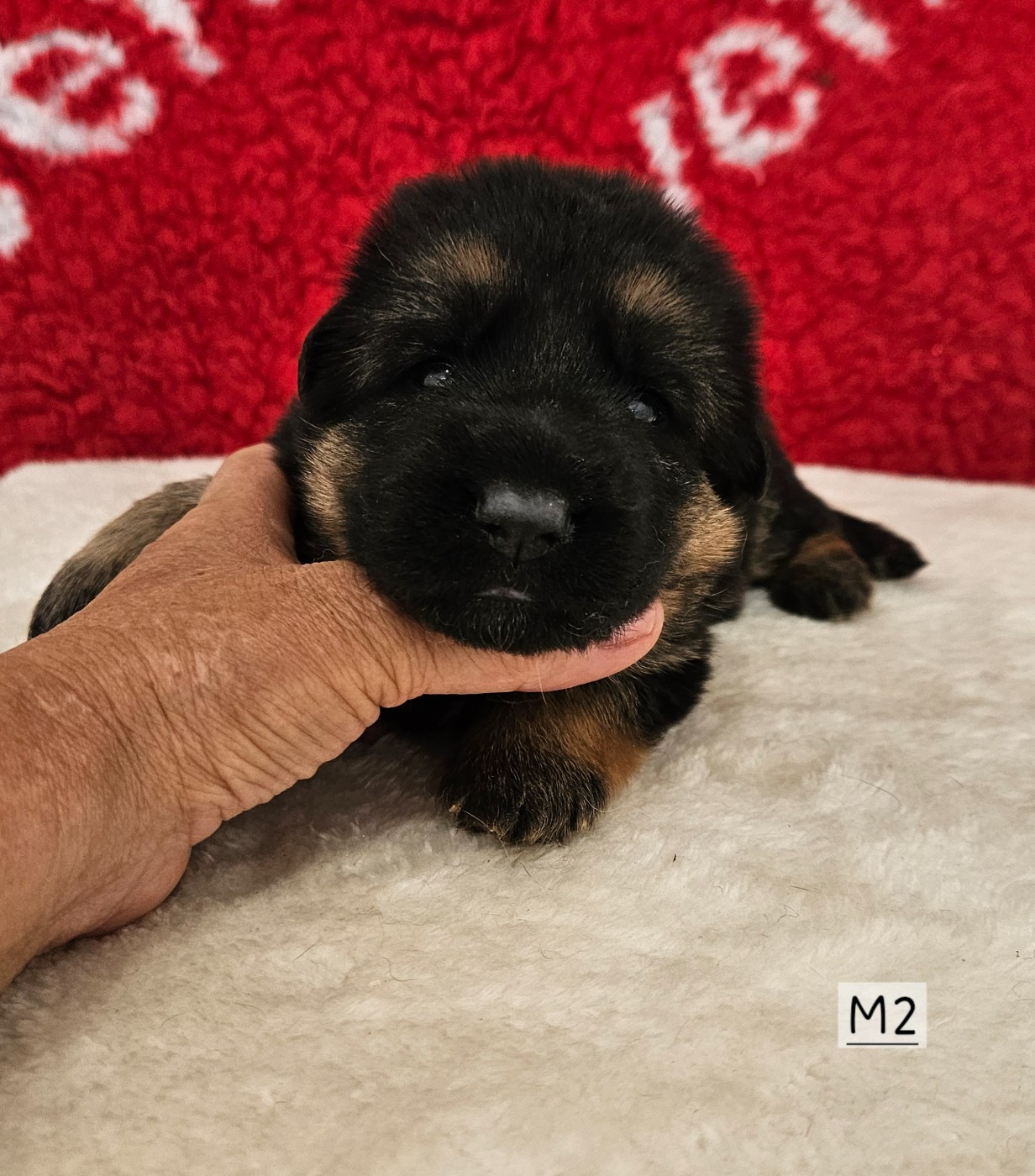 Des terres de peyrière - Chiots disponibles - Berger Allemand