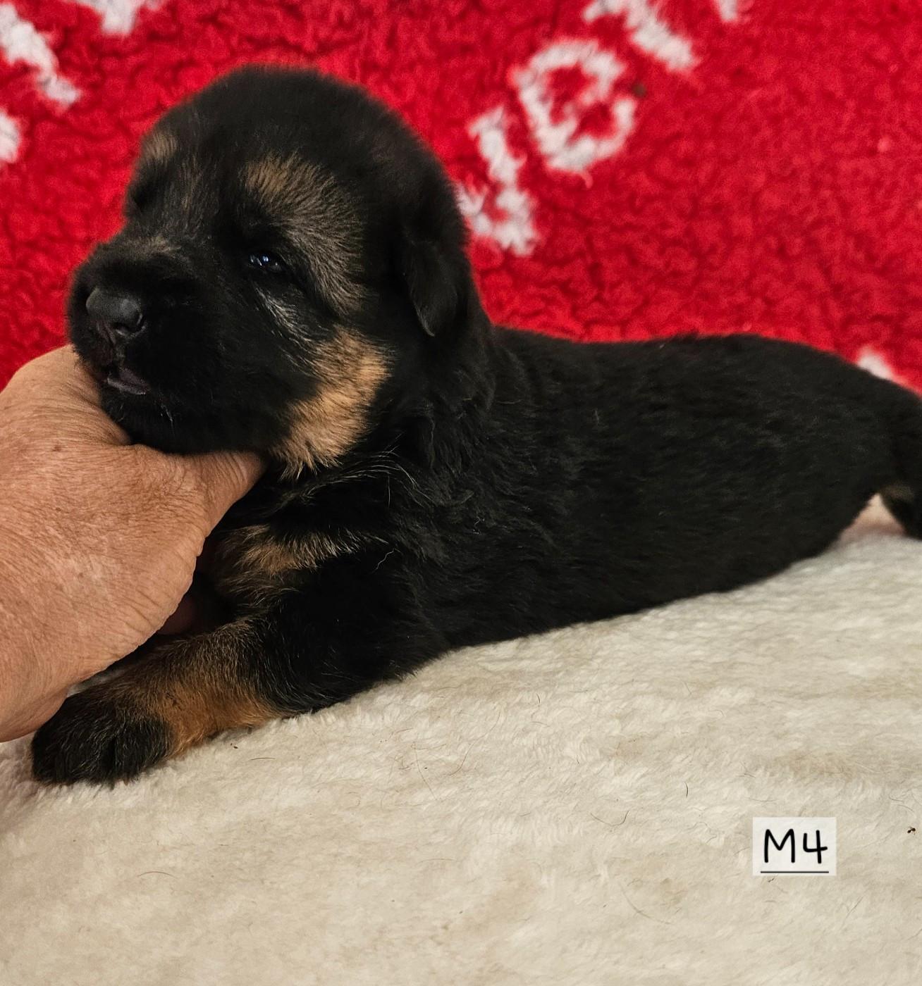Des terres de peyrière - Chiots disponibles - Berger Allemand