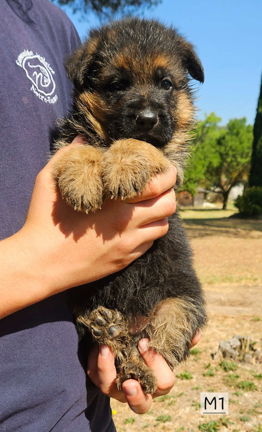 Des terres de peyrière - Chiots disponibles - Berger Allemand