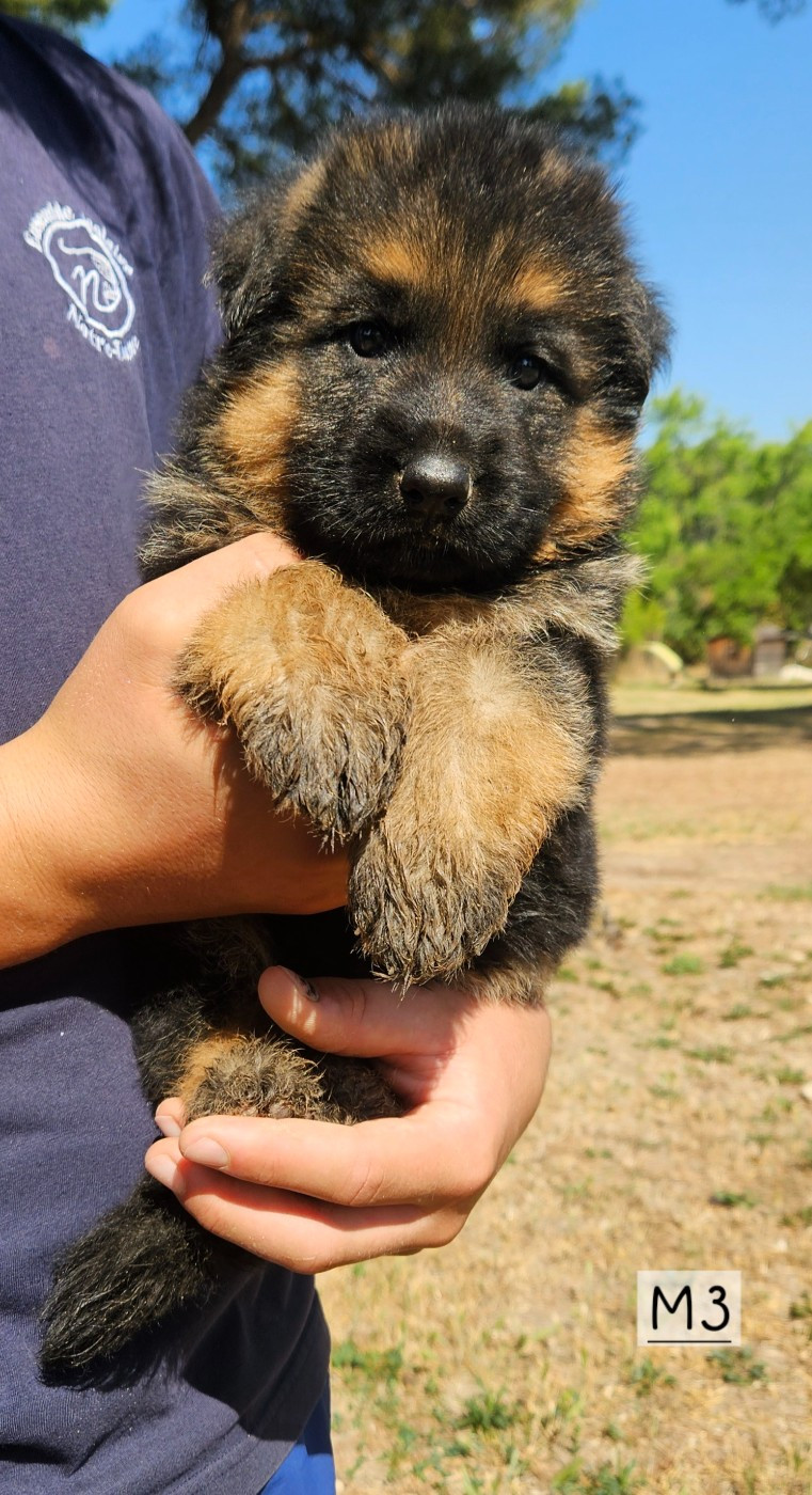 Des terres de peyrière - Chiots disponibles - Berger Allemand