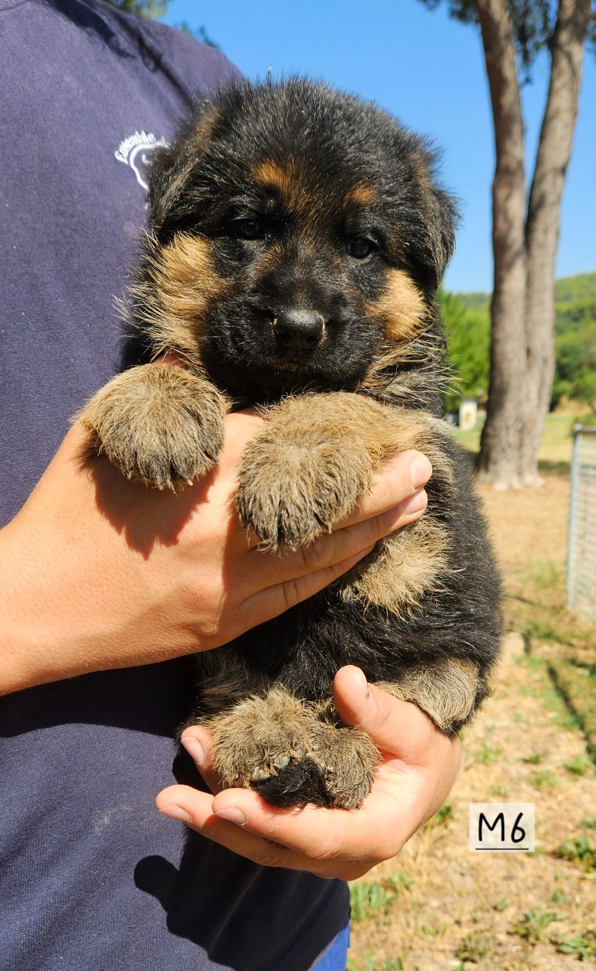 Des terres de peyrière - Chiots disponibles - Berger Allemand
