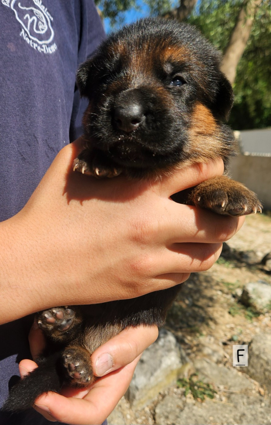 Des terres de peyrière - Chiots disponibles - Berger Allemand
