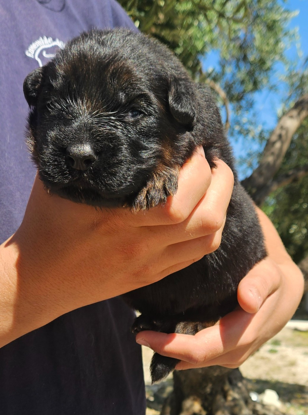 Des terres de peyrière - Chiots disponibles - Berger Allemand