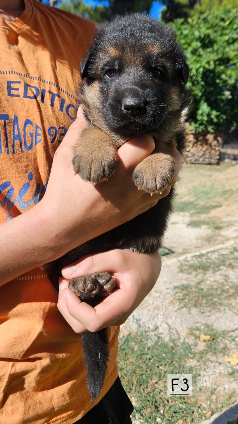 Des terres de peyrière - Chiots disponibles - Berger Allemand
