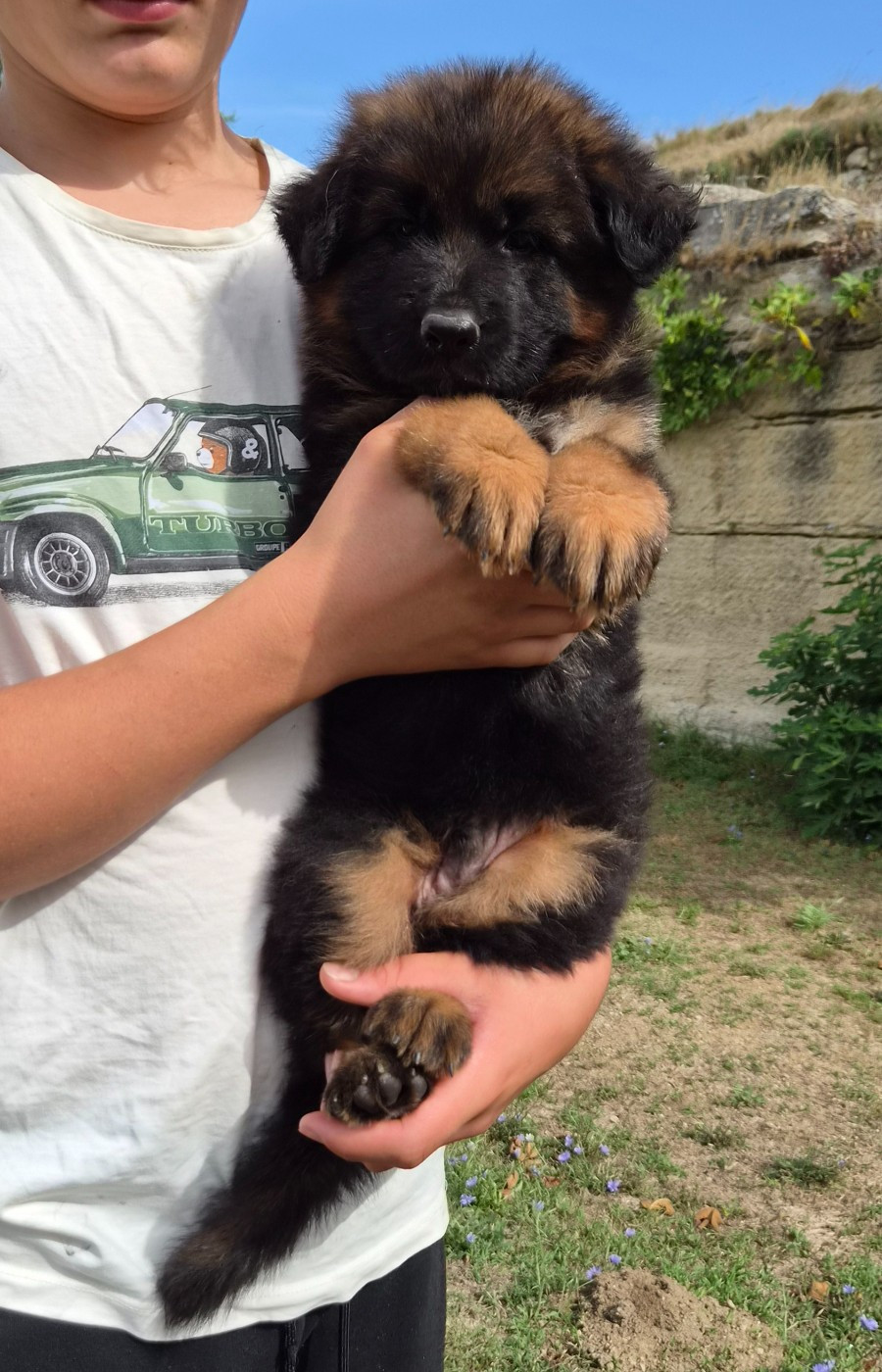 Des terres de peyrière - Chiots disponibles - Berger Allemand