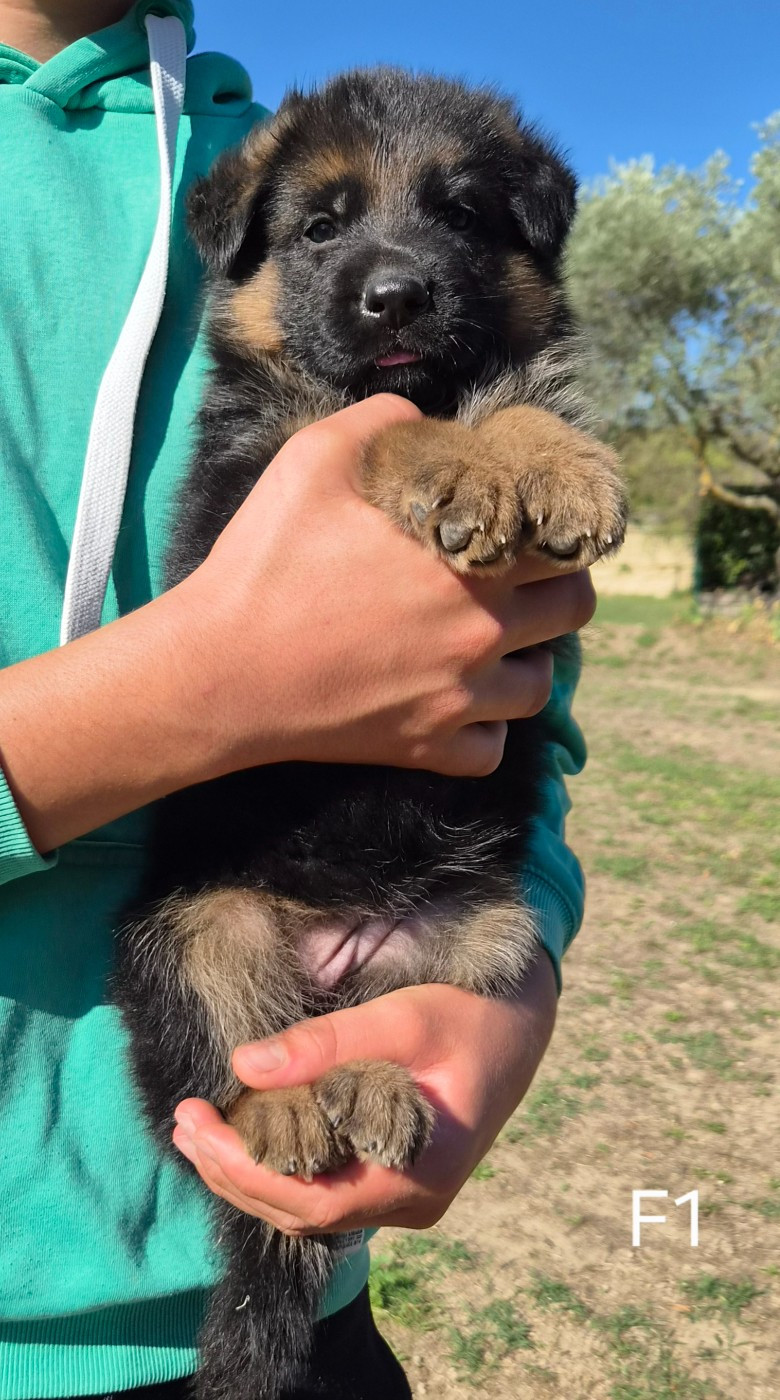 Des terres de peyrière - Chiots disponibles - Berger Allemand