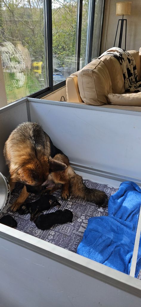 Chiot Berger Allemand Des terres de peyrière