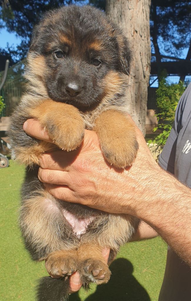 Chiot Berger Allemand Des terres de peyrière