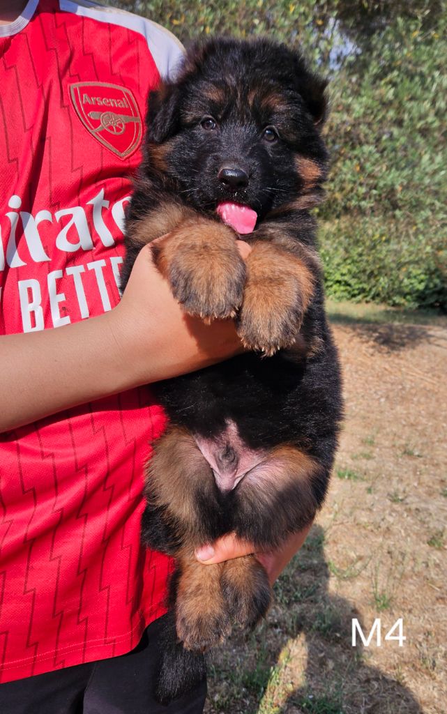 Des terres de peyrière - Chiots disponibles - Berger Allemand Poil Long