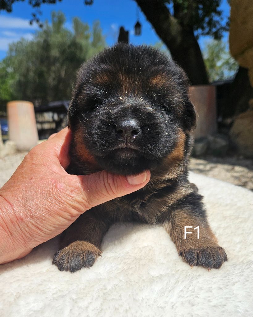 Chiot Berger Allemand Des terres de peyrière