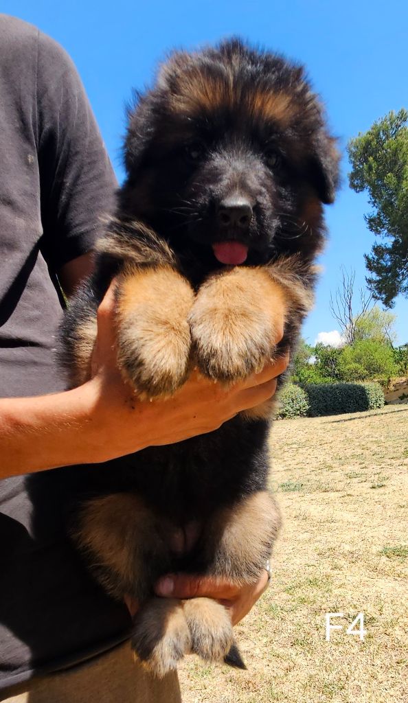Des terres de peyrière - Chiots disponibles - Berger Allemand Poil Long