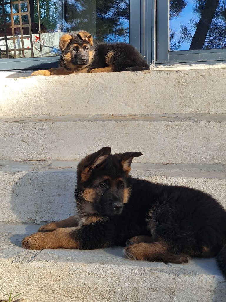 Chiot Berger Allemand Des terres de peyrière