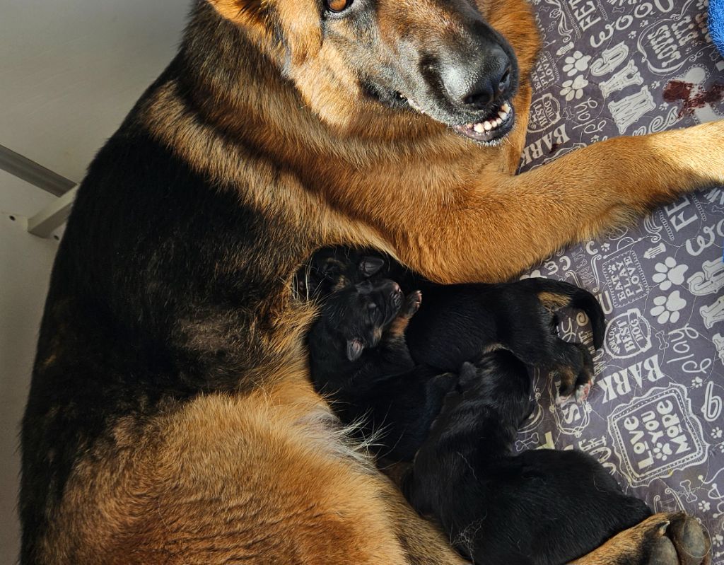 Des terres de peyrière - Chiots disponibles - Berger Allemand