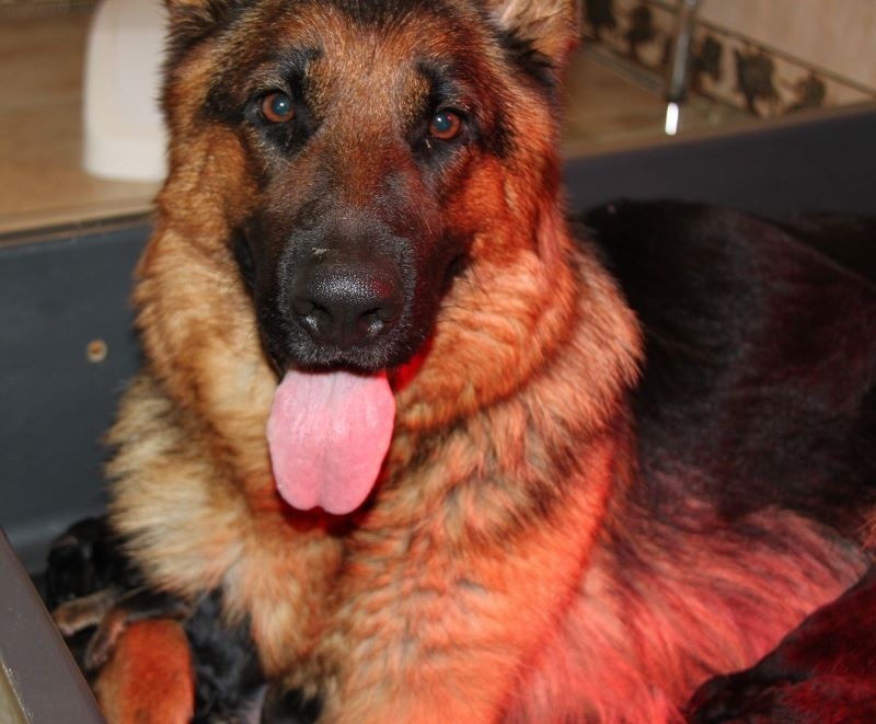Chiot Berger Allemand Des terres de peyrière