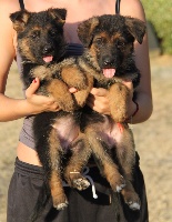 CHIOT