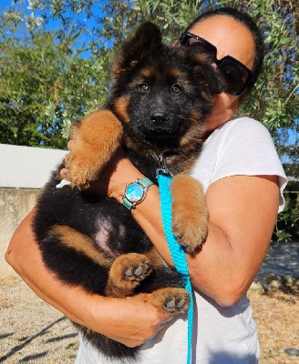 CHIOT