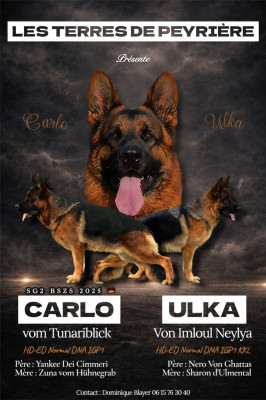 CHIOT 5