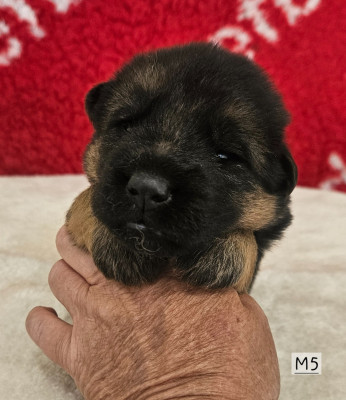 CHIOT 10