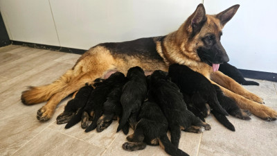 CHIOT 5