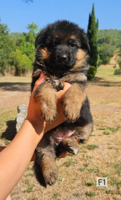 CHIOT 1