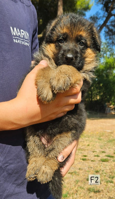 CHIOT 2