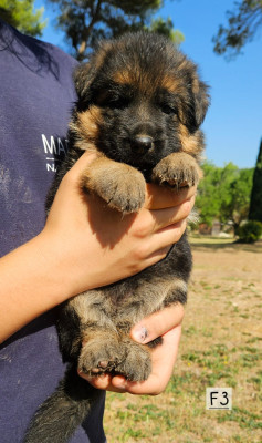 CHIOT 3