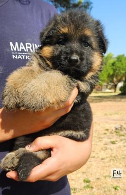CHIOT 4