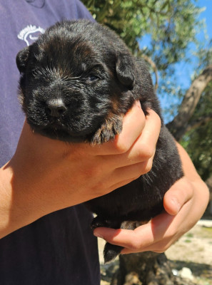 CHIOT MÂLE POIL LONG