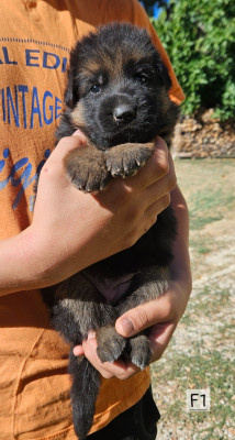 CHIOT 1