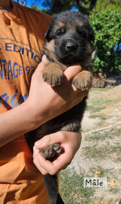 CHIOT 4