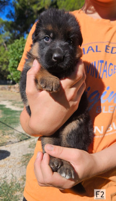 CHIOT 3