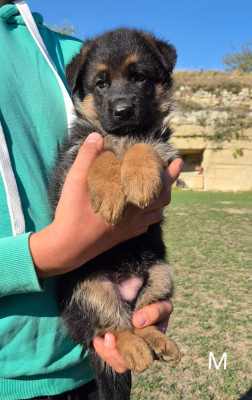 CHIOT 4