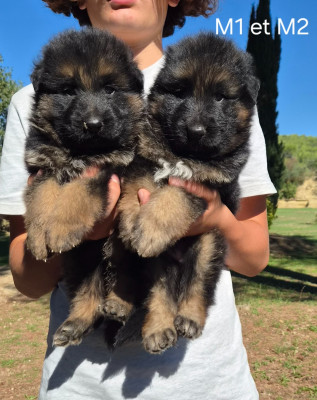 CHIOT 5