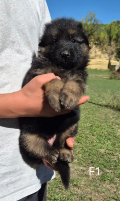 CHIOT 1