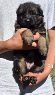 CHIOT 4