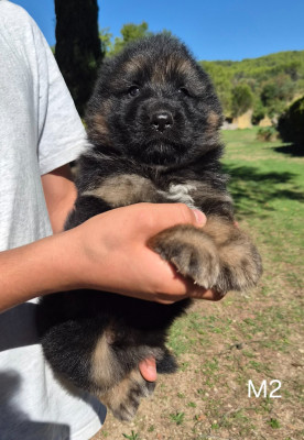 CHIOT 6