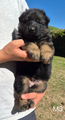 CHIOT 7
