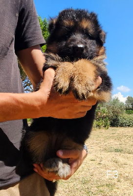CHIOT