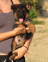 CHIOT