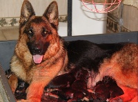 CHIOT